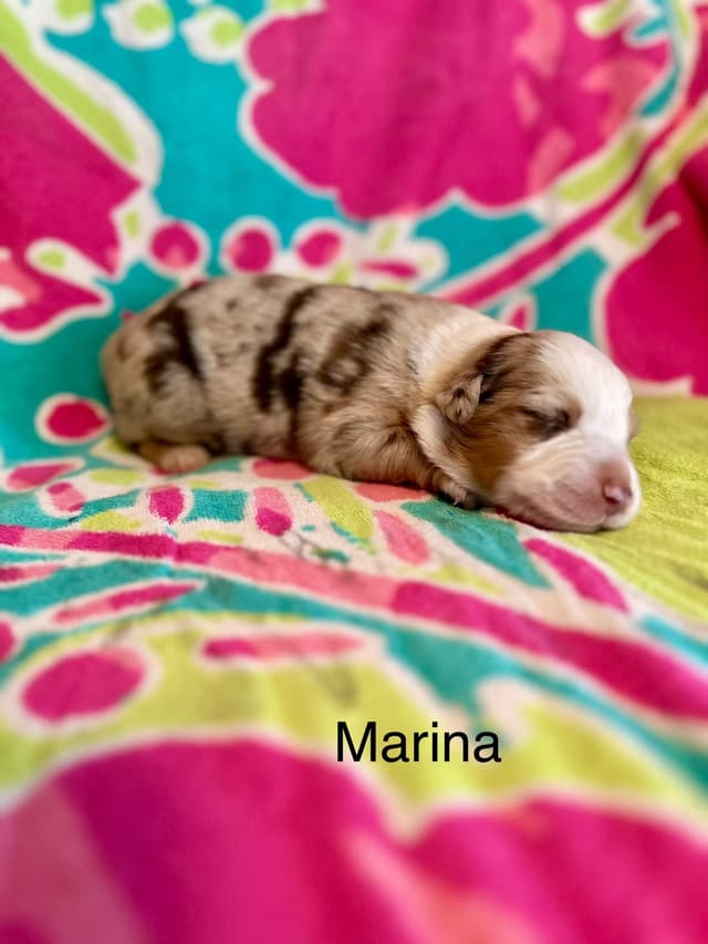 Australian Shepherd Puppies media 4