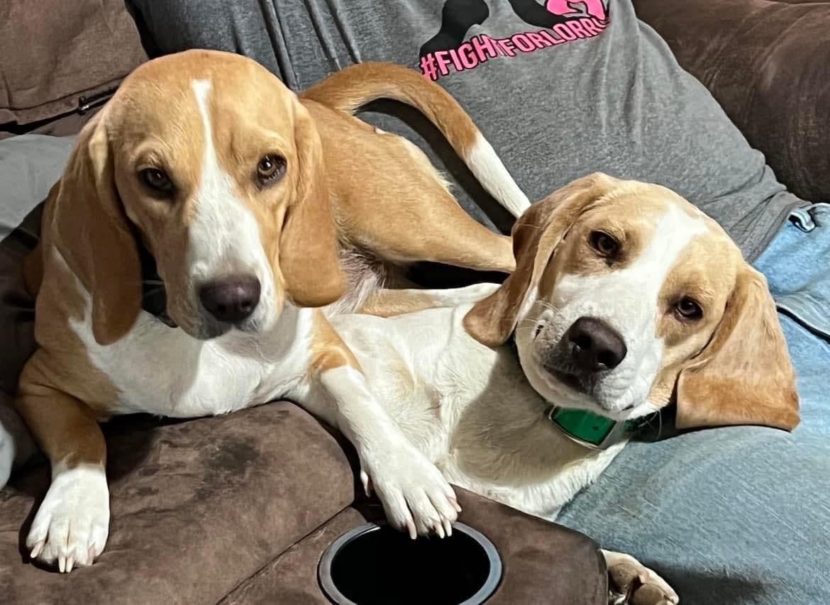 Beagle Puppies breeder image 1