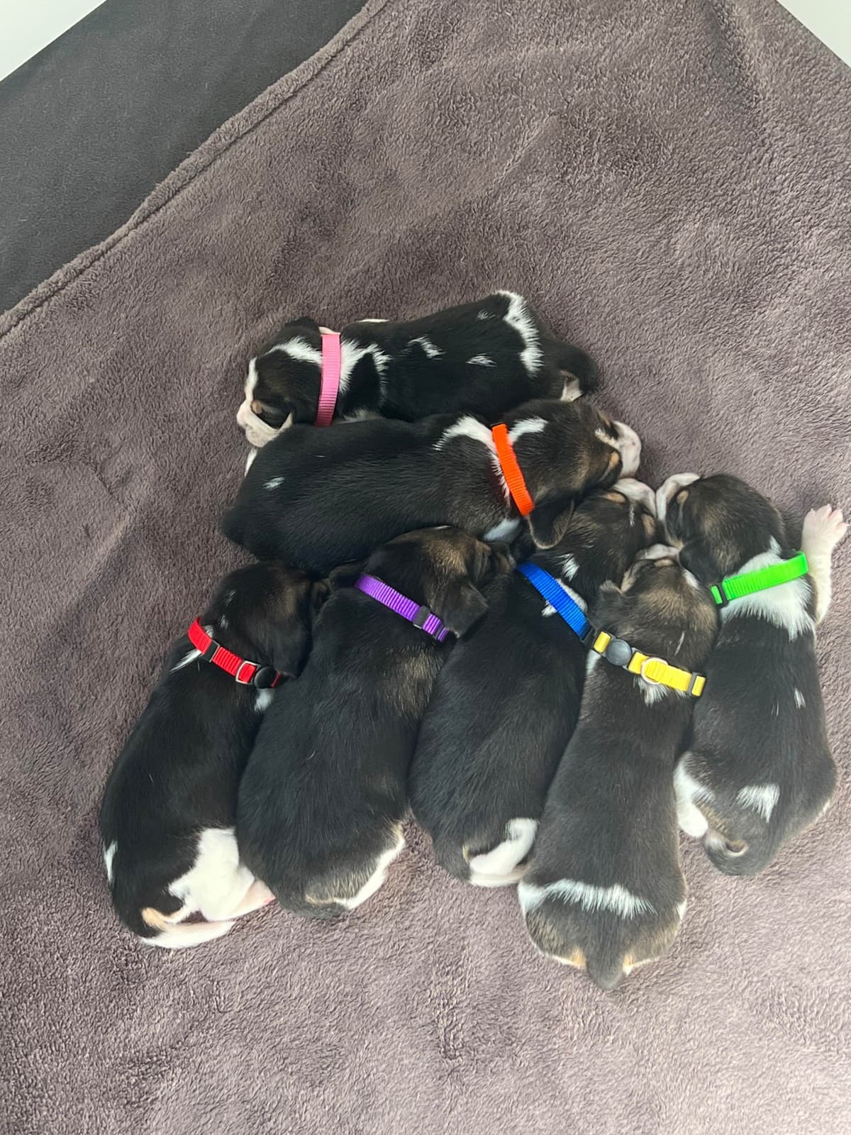Beagle Puppies breeder image 2