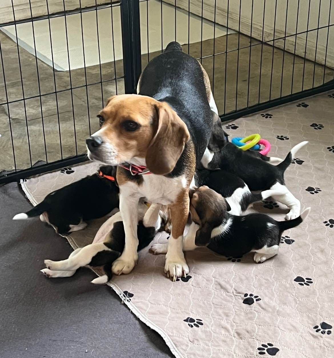 Beagle Puppies breeder image 3