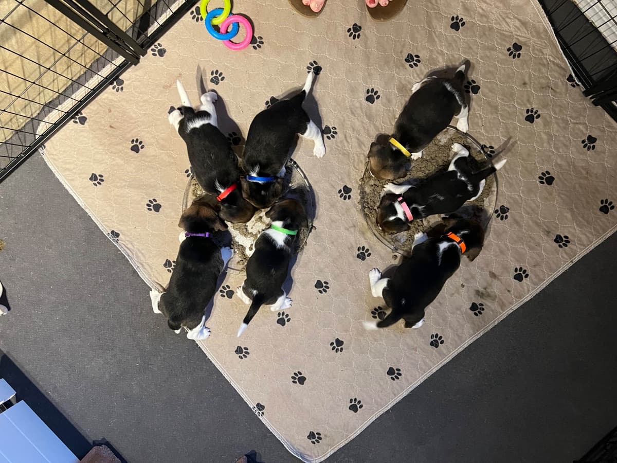 Beagle Puppies breeder image 5