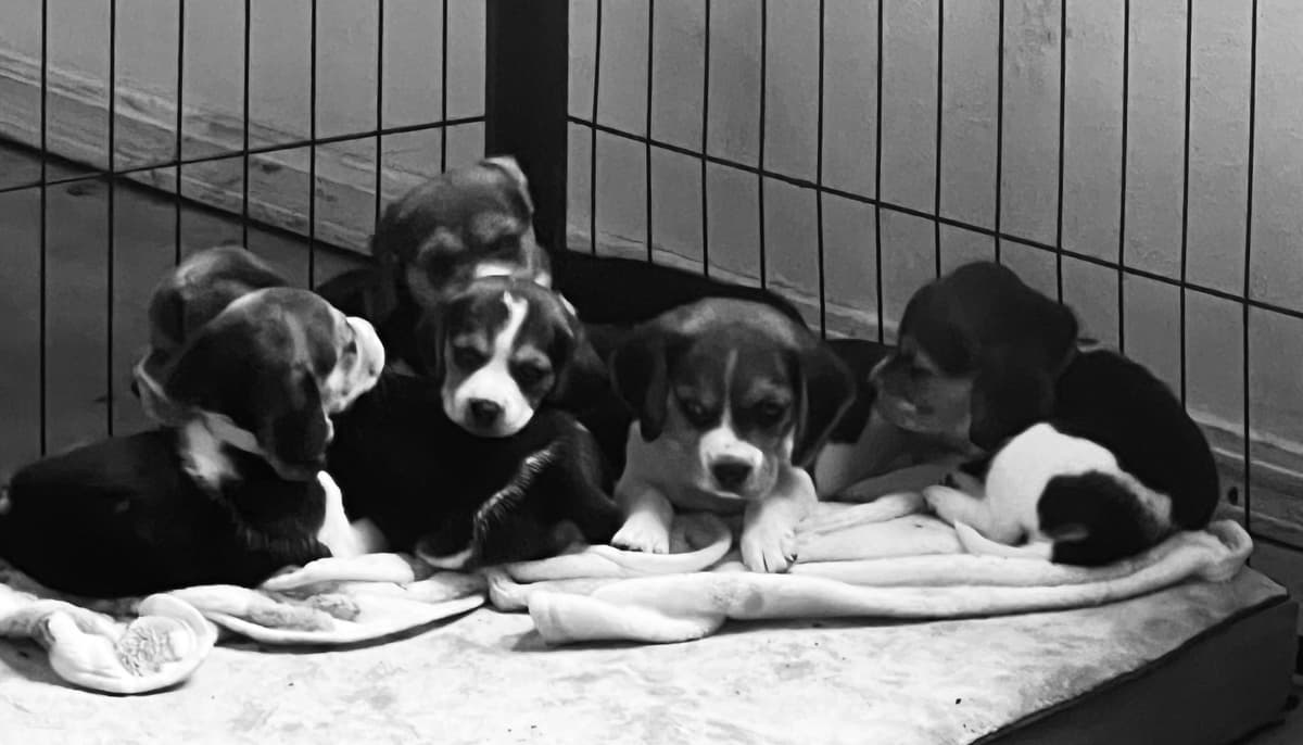 Beagle Puppies breeder image 4