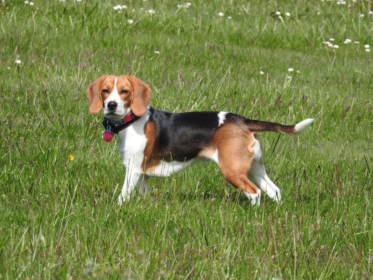 Beagle Puppies breeder image 6