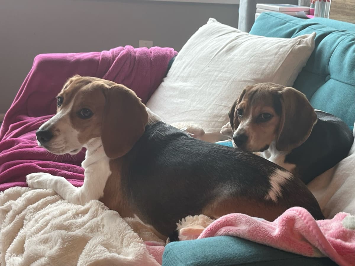 Beagle Puppies breeder image 8