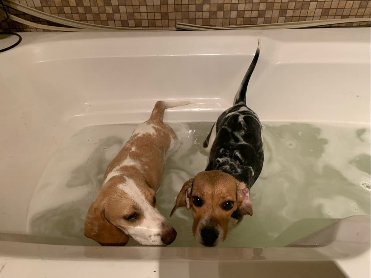 Beagle Puppies breeder image 7