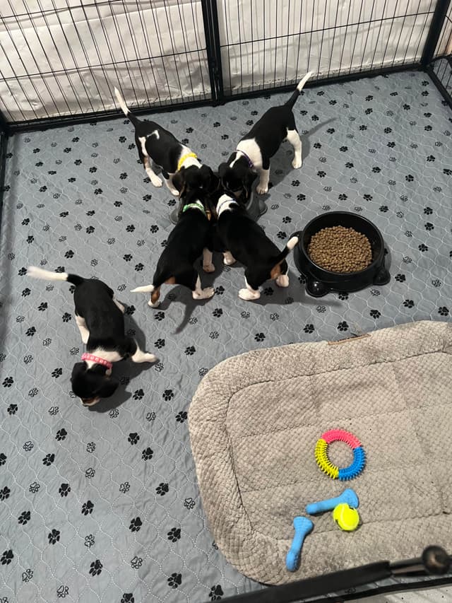 Beagle Puppies media 2