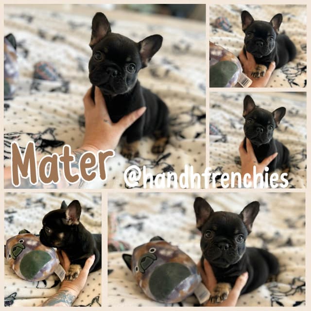 H & H Frenchies - French Bulldog Puppies media 4