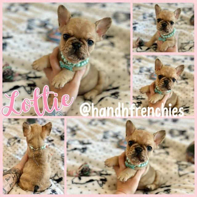 H & H Frenchies - French Bulldog Puppies media 2