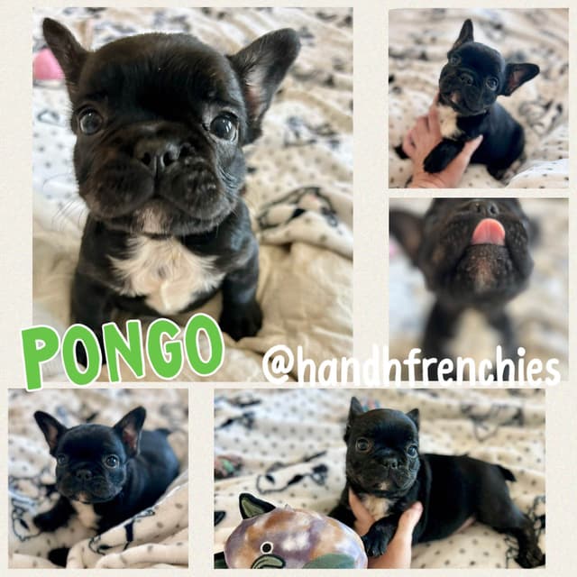 H & H Frenchies - French Bulldog Puppies media 5