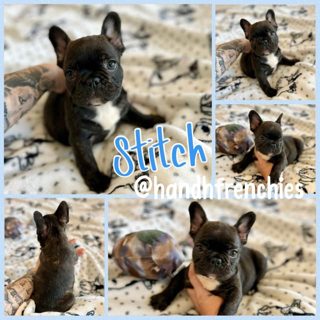 H & H Frenchies - French Bulldog Puppies media 3
