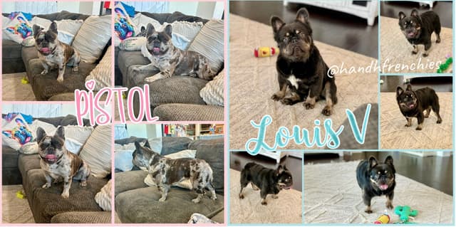 H & H Frenchies - French Bulldog Puppies media 6
