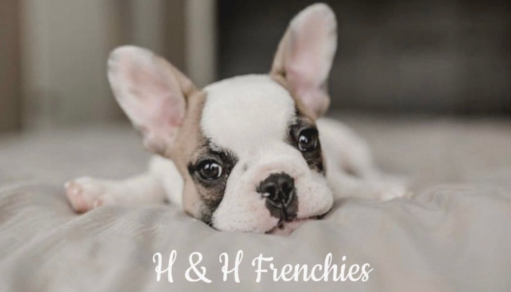 H & H Frenchies - French Bulldog Puppies breeder image 2