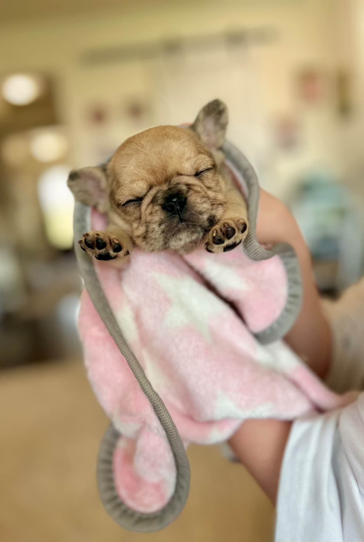 H & H Frenchies - French Bulldog Puppies breeder image 5