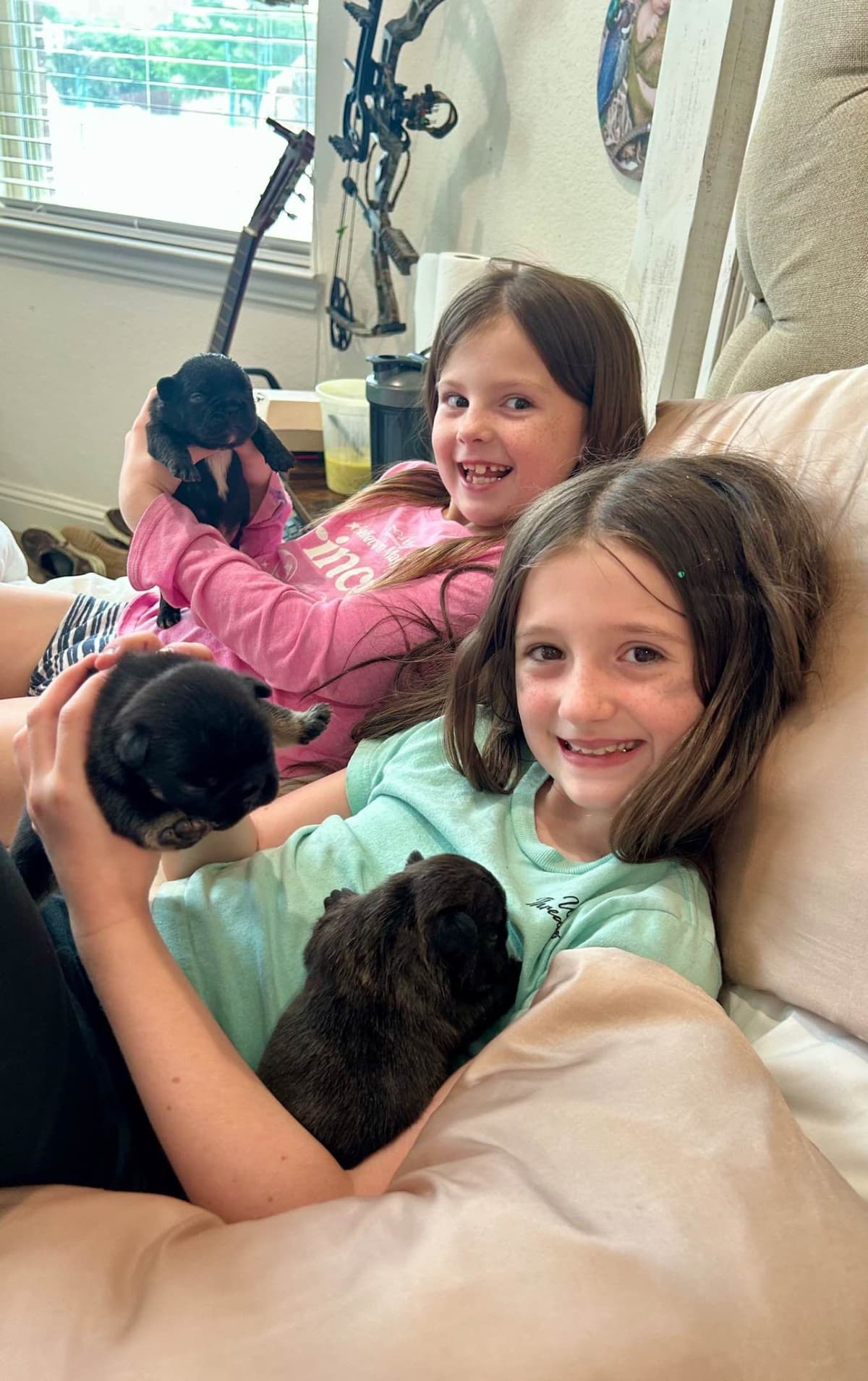 H & H Frenchies - French Bulldog Puppies breeder image 10