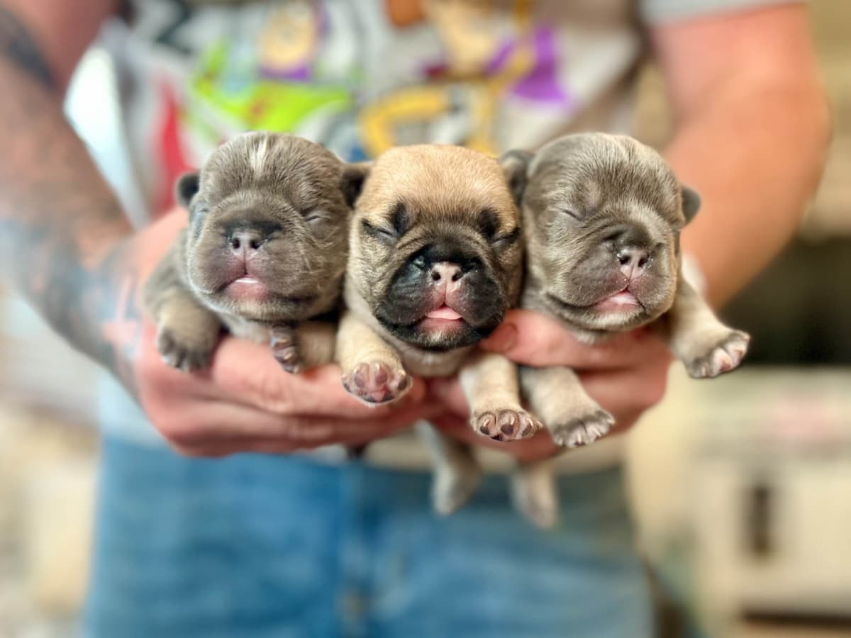 H & H Frenchies - French Bulldog Puppies breeder image 14