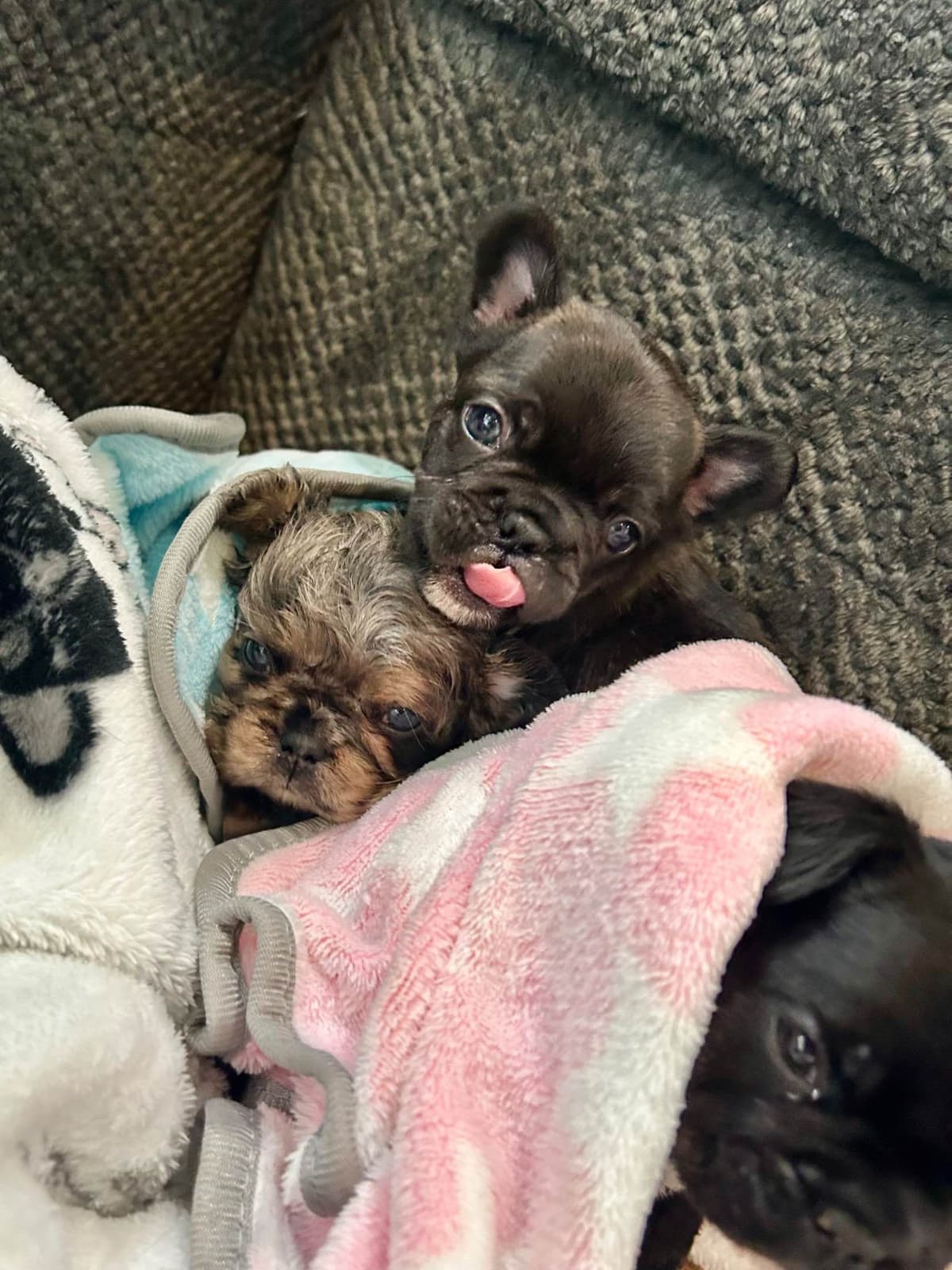 H & H Frenchies - French Bulldog Puppies breeder image 16