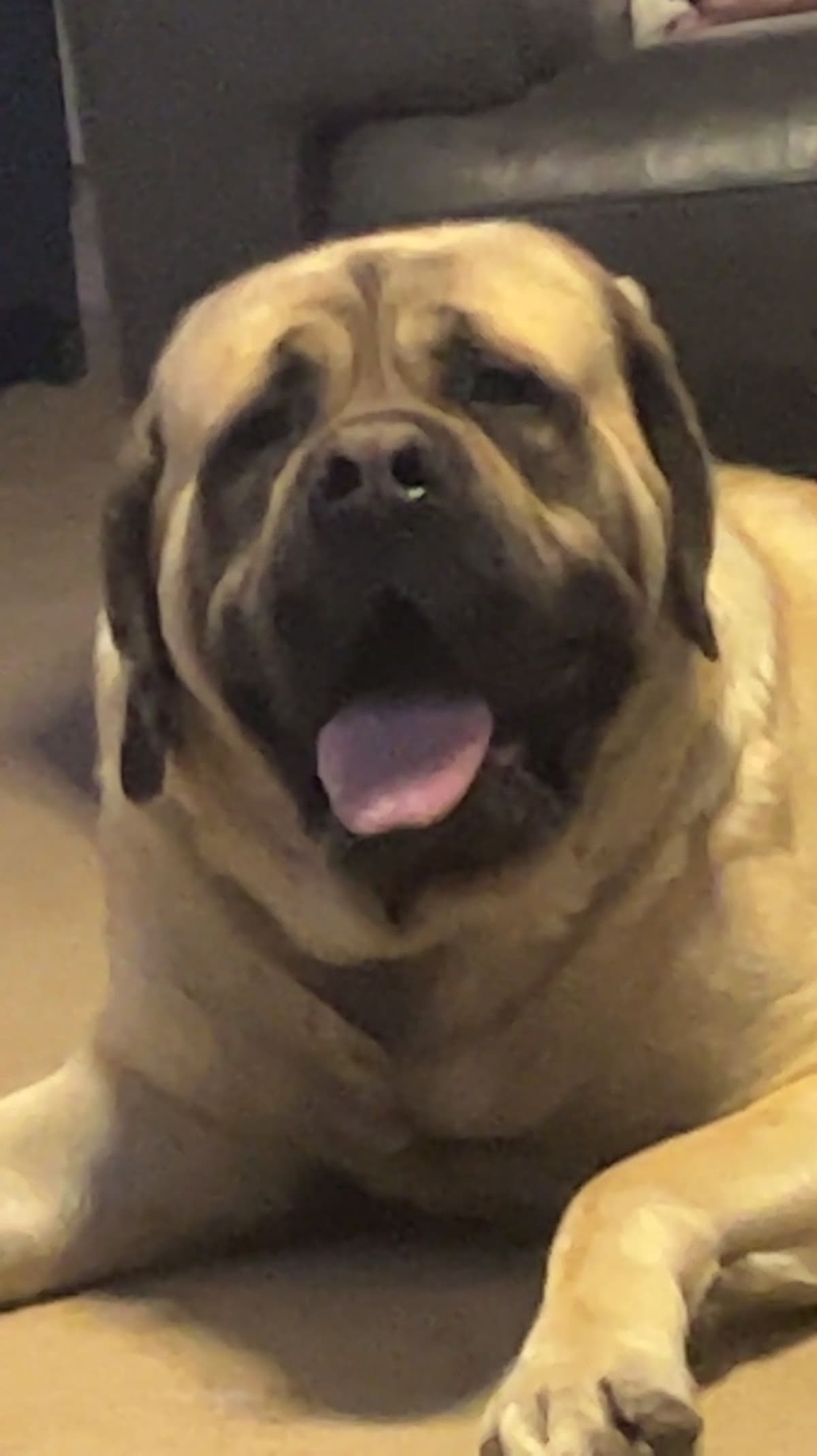 Mastiff Puppies breeder image 1