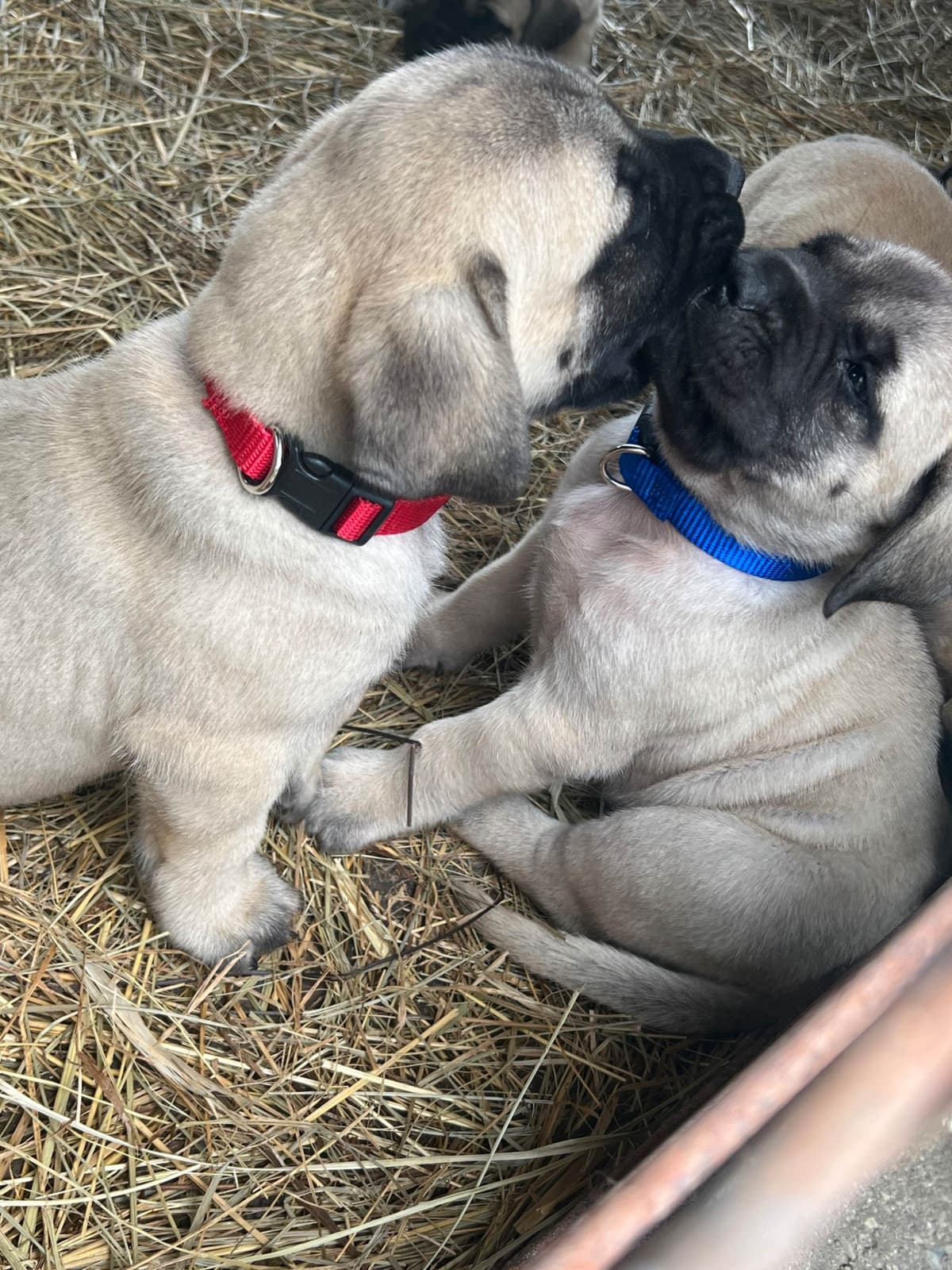 Mastiff Puppies breeder image 3