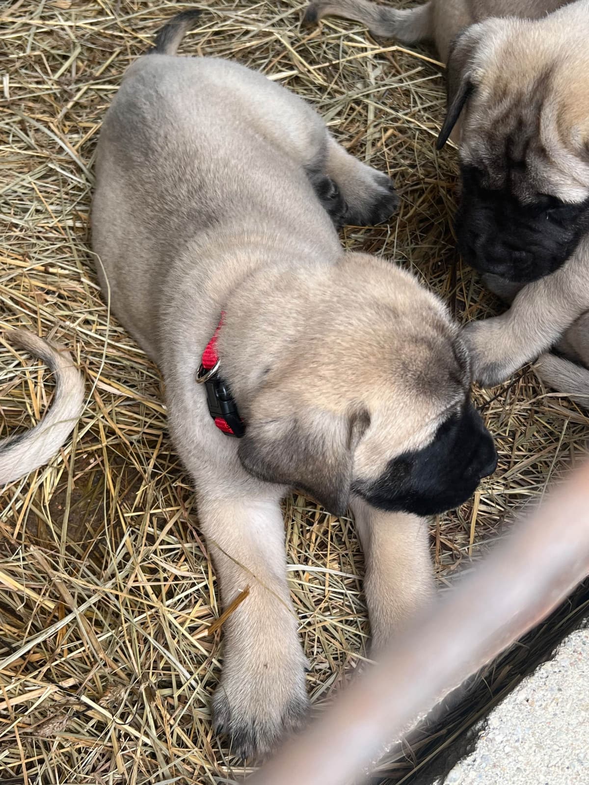 Mastiff Puppies breeder image 4