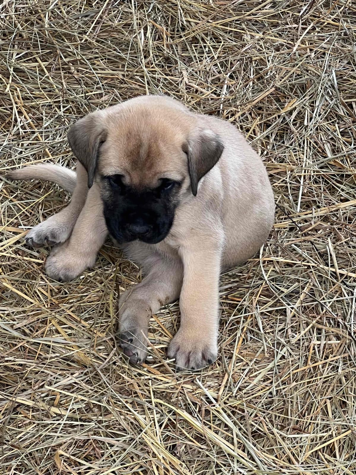 Mastiff Puppies breeder image 6