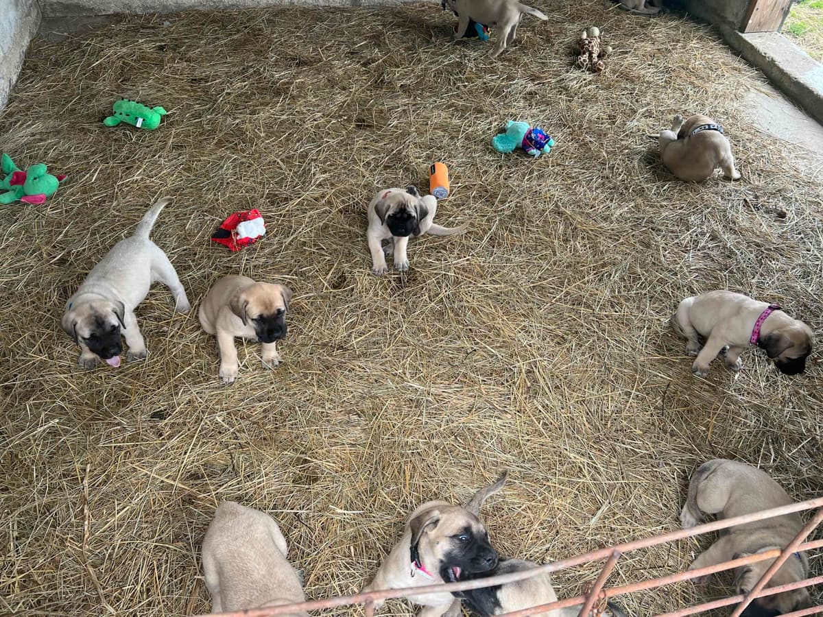 Mastiff Puppies breeder image 9