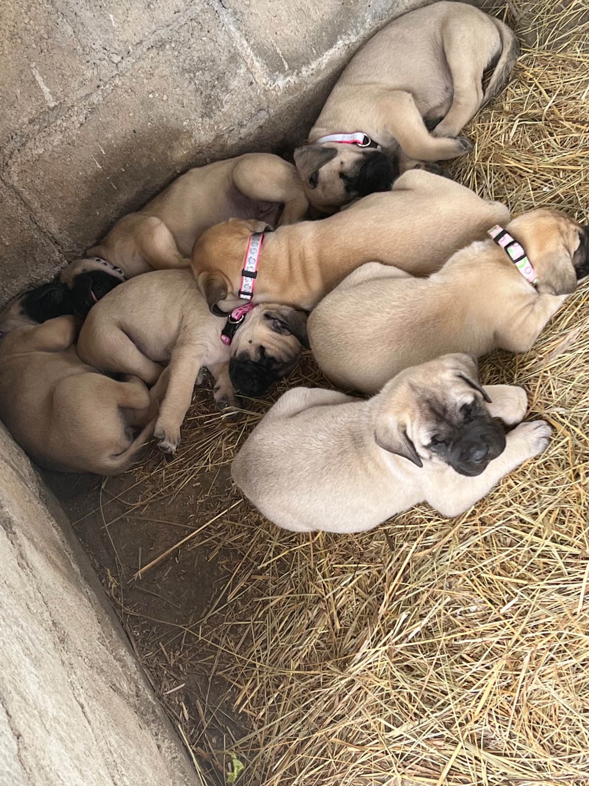 Mastiff Puppies breeder image 10