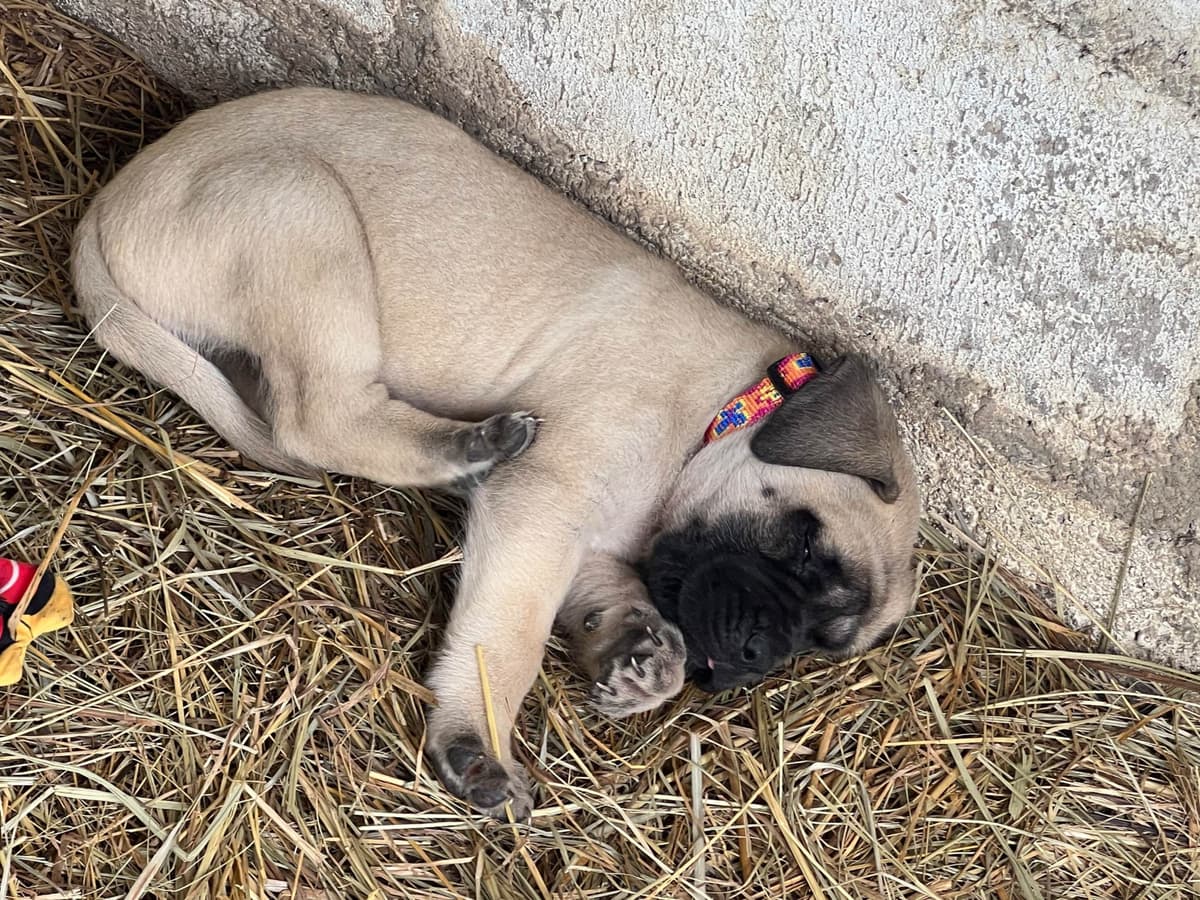 Mastiff Puppies breeder image 12