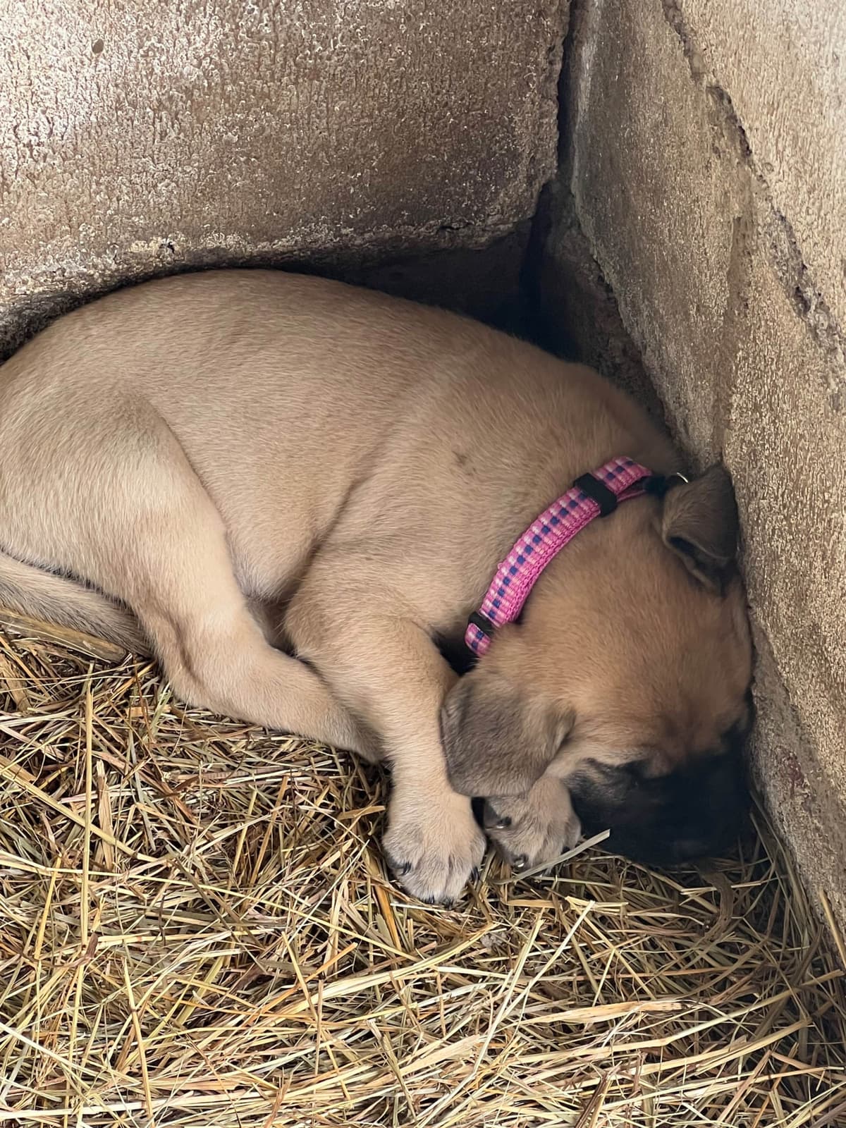 Mastiff Puppies breeder image 13