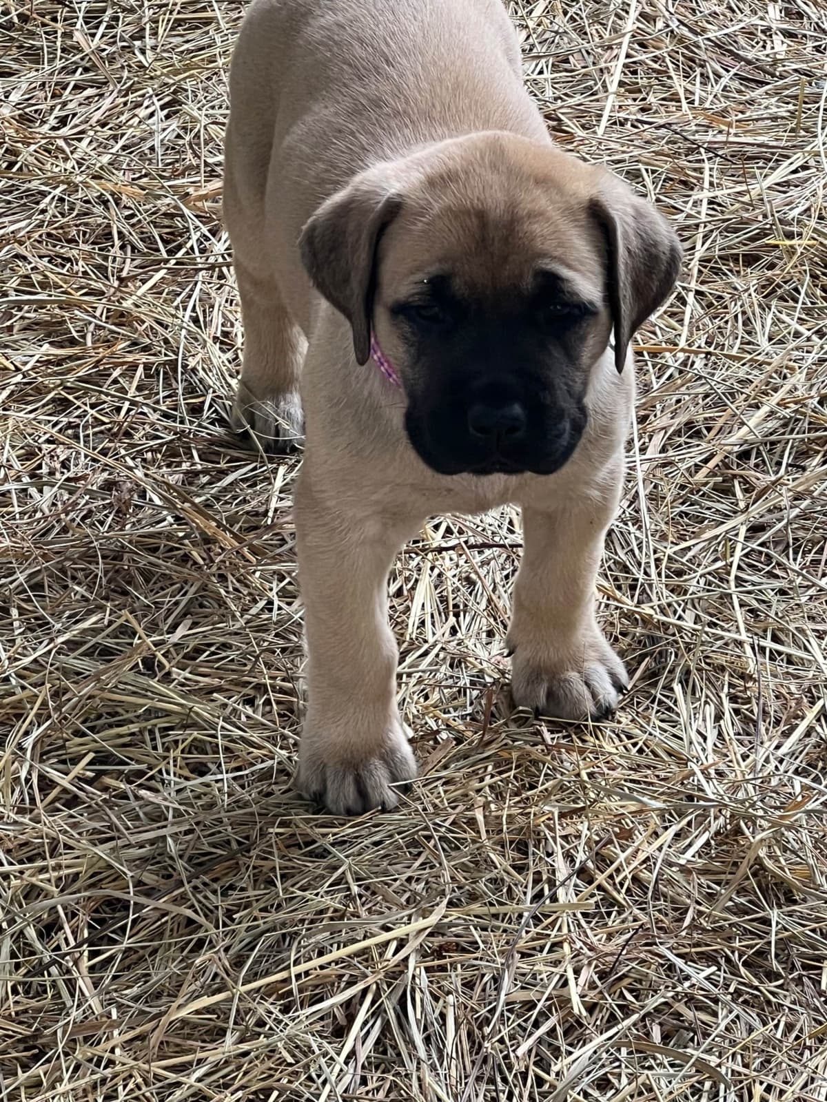 Mastiff Puppies breeder image 14