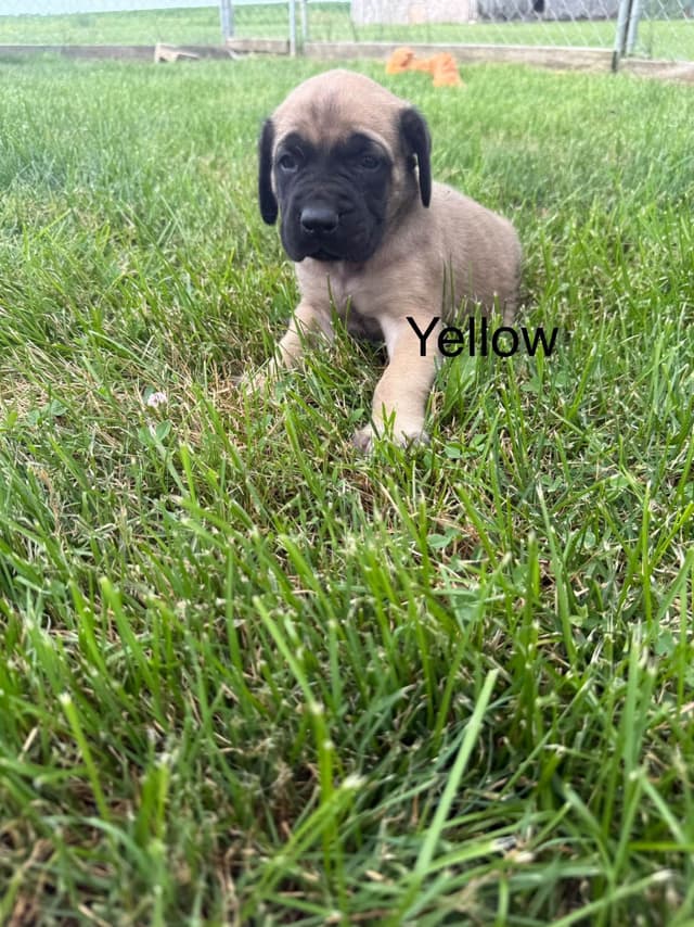 Mastiff Puppies media 3