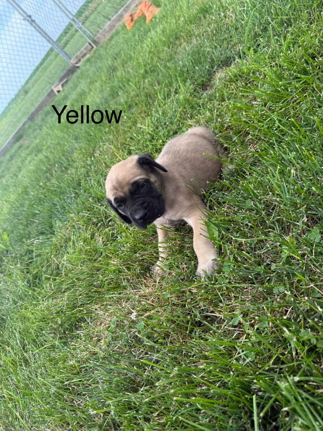 Mastiff Puppies media 4
