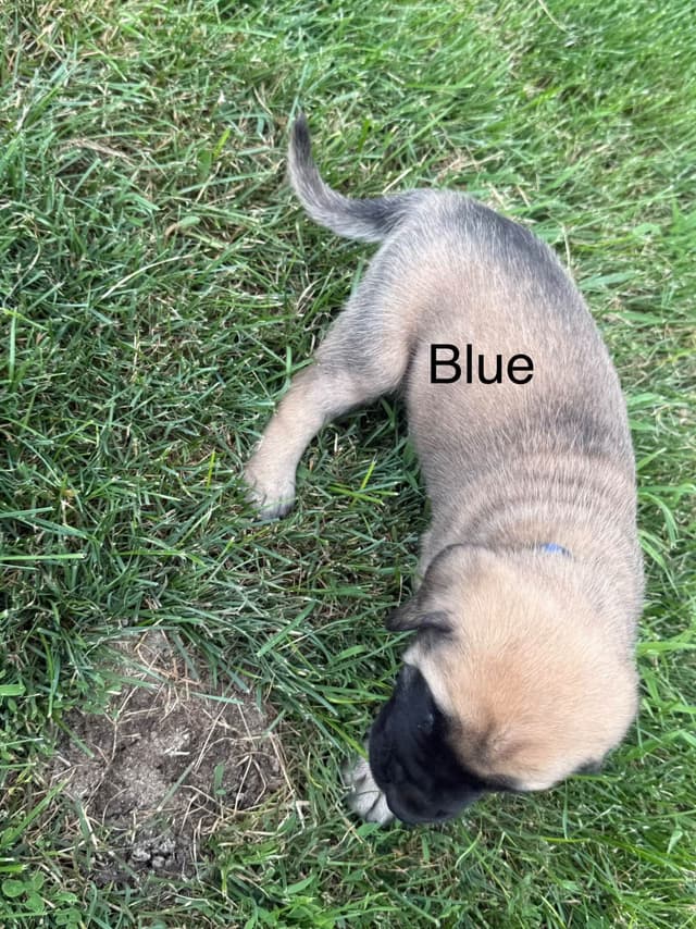 Mastiff Puppies media 5