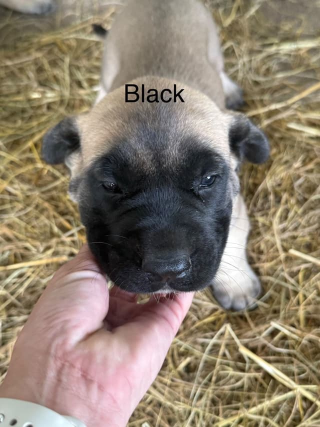 Mastiff Puppies media 6