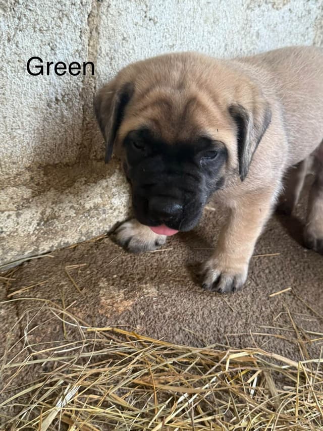 Mastiff Puppies media 7