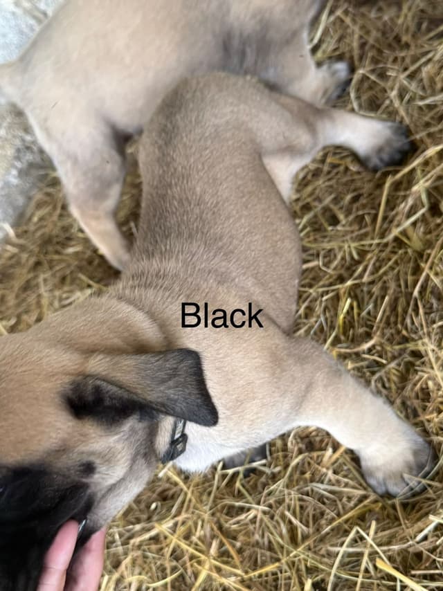 Mastiff Puppies media 8