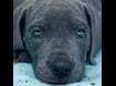 Great Dane Puppies breeder image 2