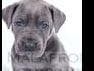 Great Dane Puppies breeder image 5
