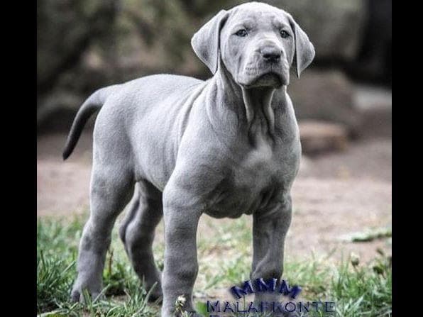 Great Dane Puppies breeder image 4