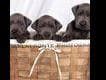 Great Dane Puppies breeder image 3