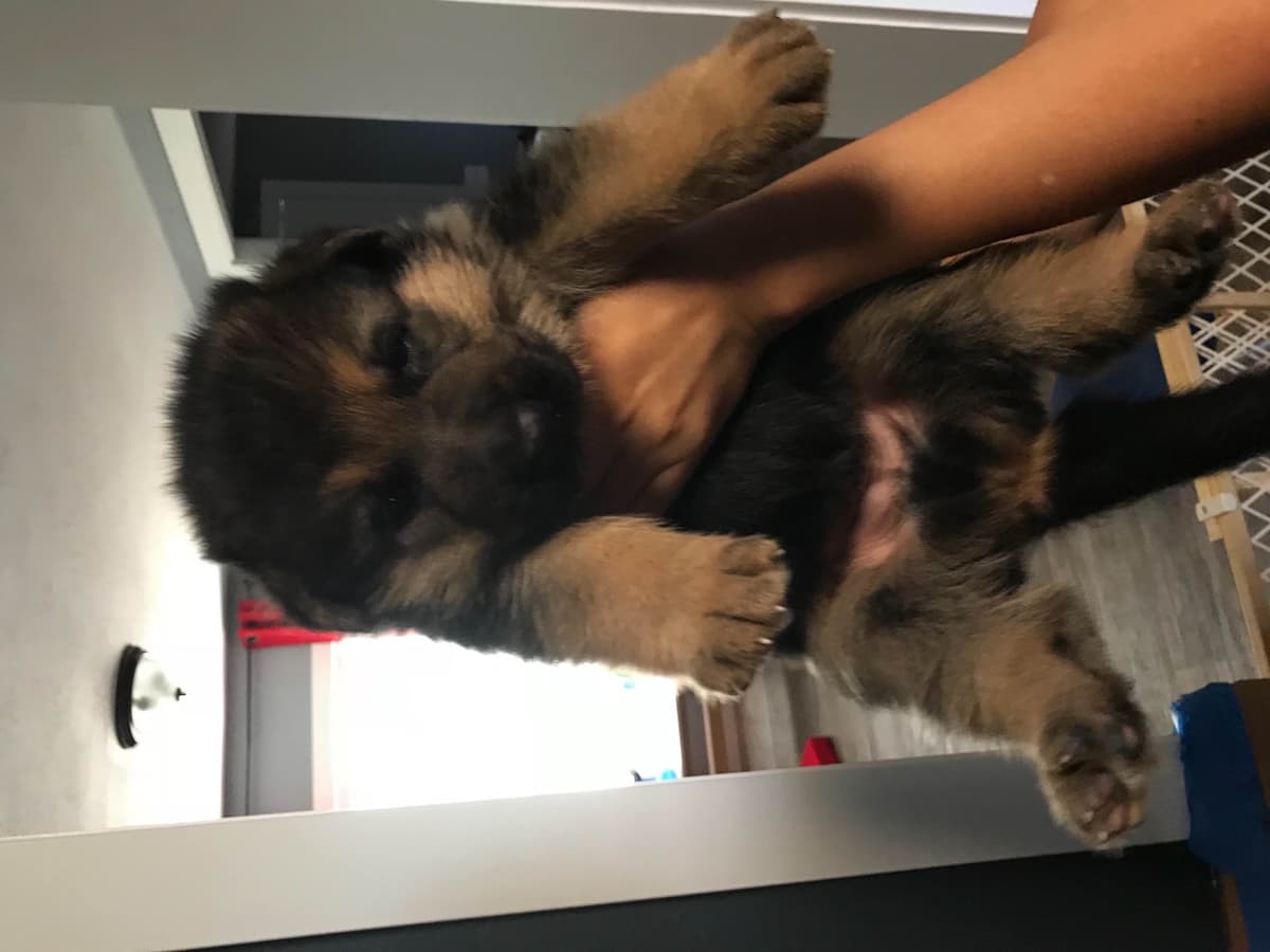 German Shepherd Dog Puppies breeder image 2