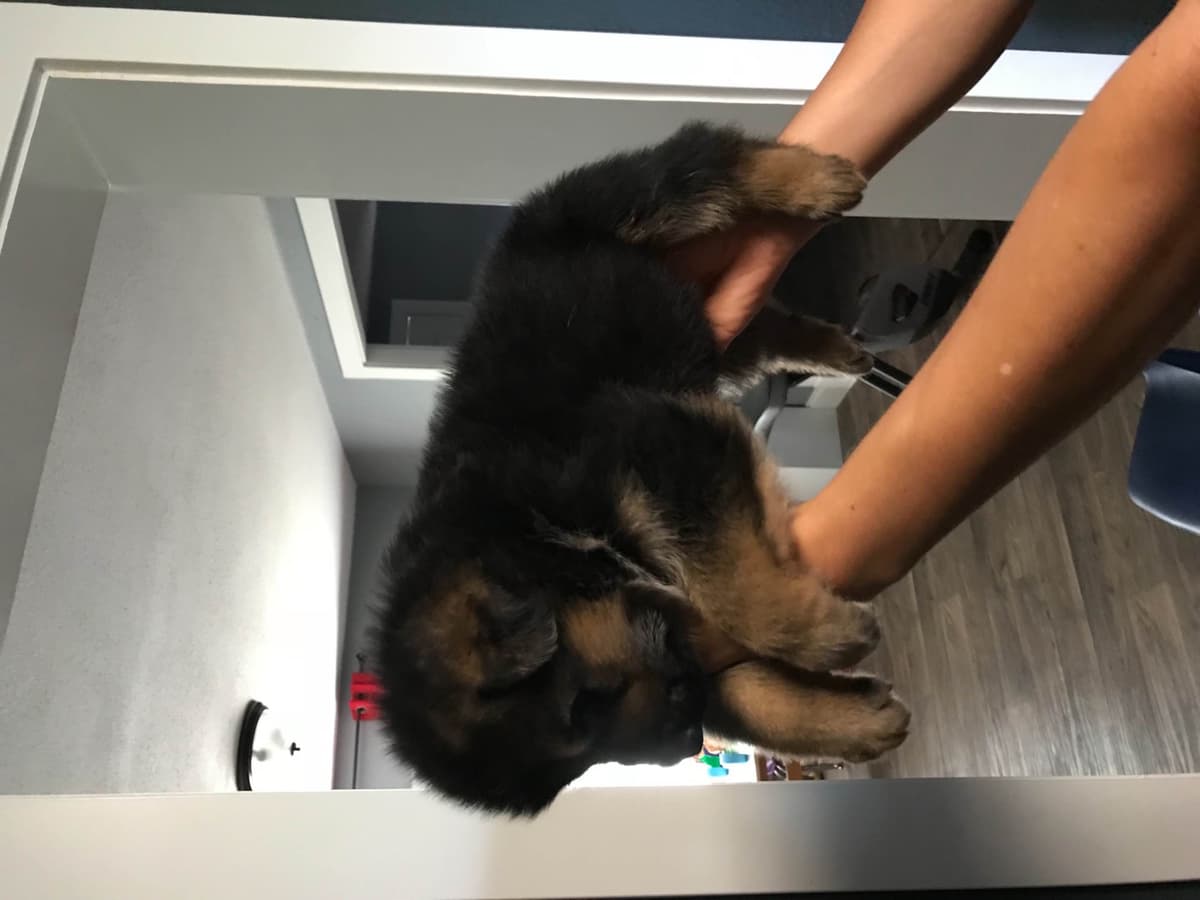 German Shepherd Dog Puppies breeder image 3