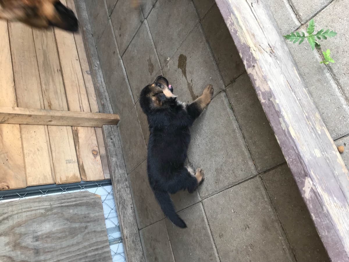 German Shepherd Dog Puppies breeder image 4