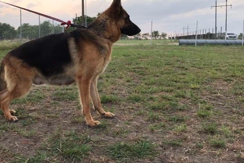 German Shepherd Dog Puppies breeder image 5