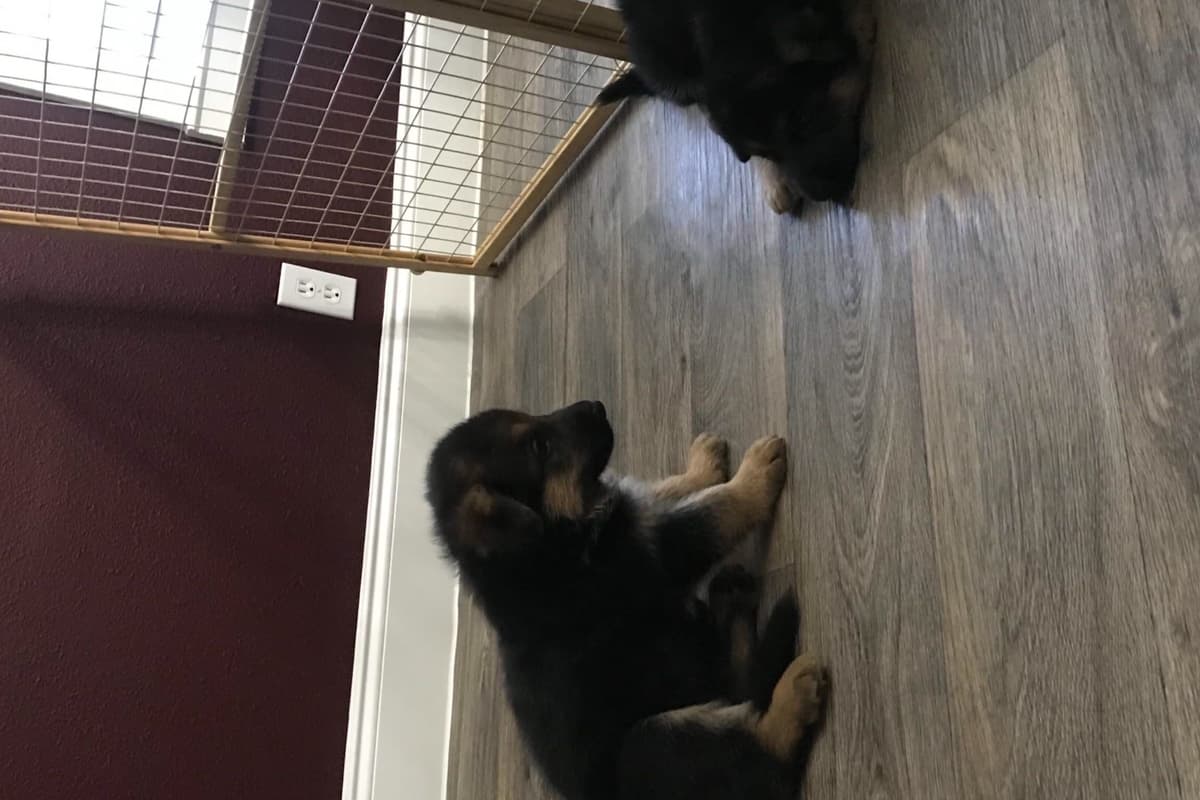 German Shepherd Dog Puppies breeder image 6