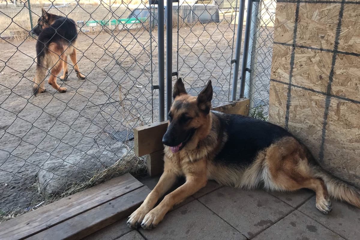 German Shepherd Dog Puppies breeder image 7