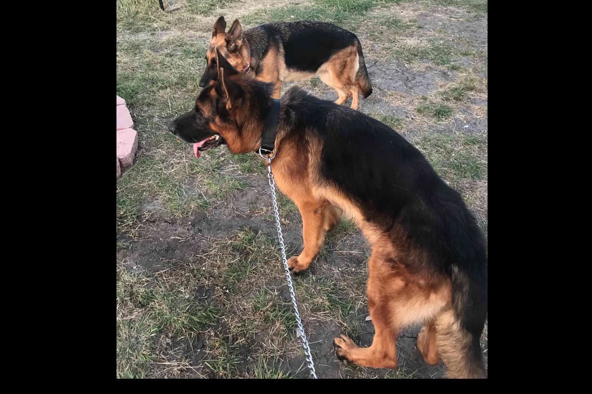 German Shepherd Dog Puppies breeder image 8
