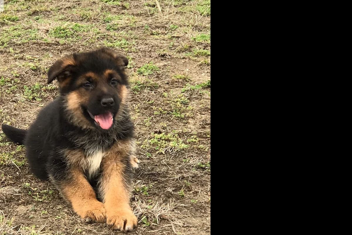German Shepherd Dog Puppies breeder image 9