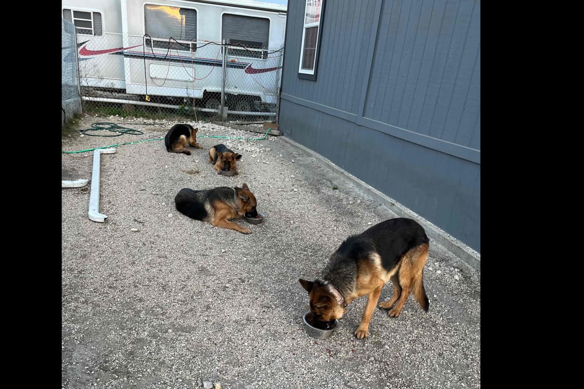 German Shepherd Dog Puppies breeder image 11