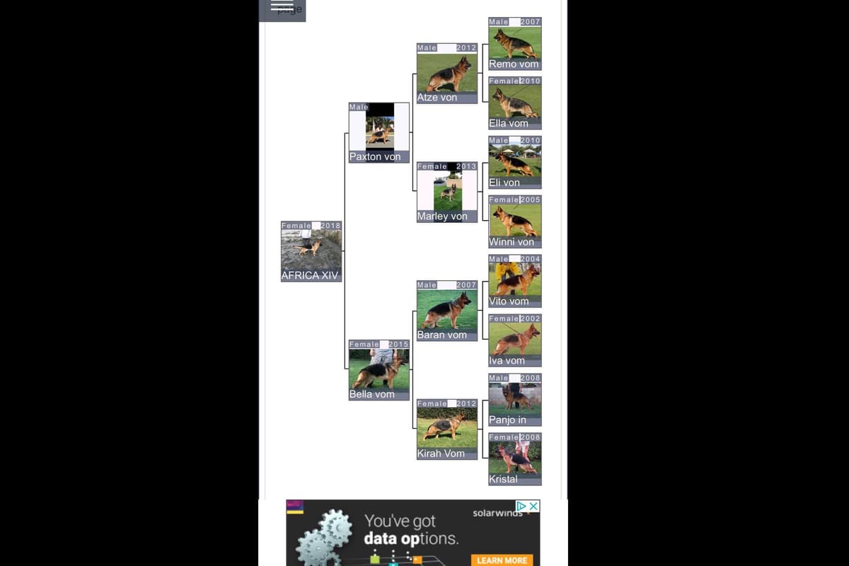 German Shepherd Dog Puppies breeder image 12