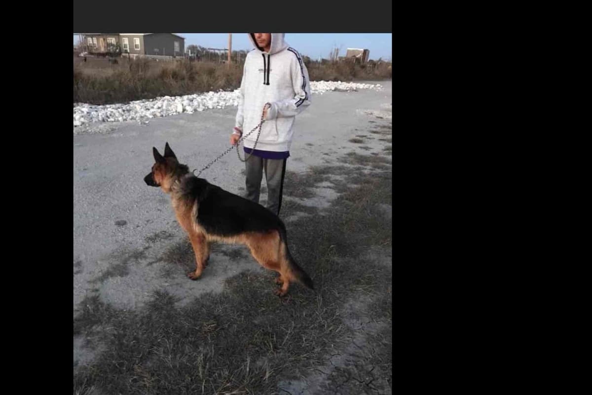German Shepherd Dog Puppies breeder image 13